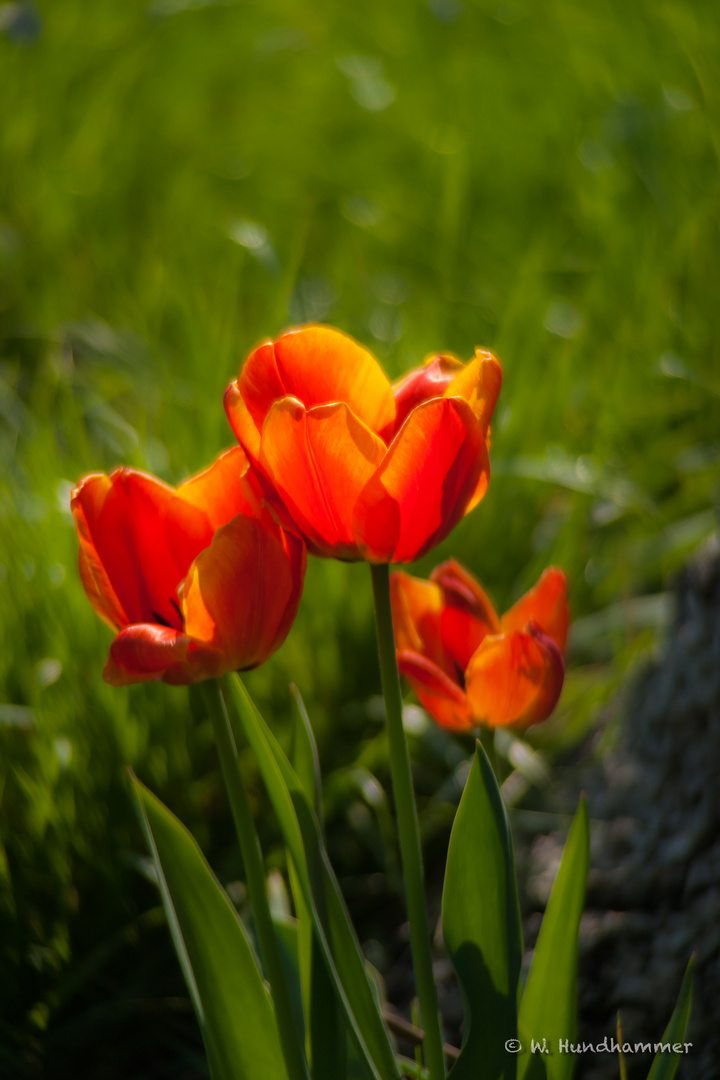 Tulpe