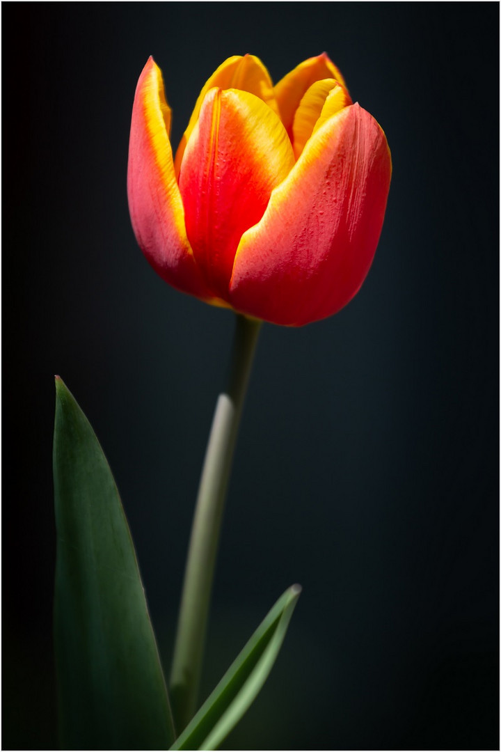 Tulpe