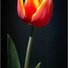 Tulpe