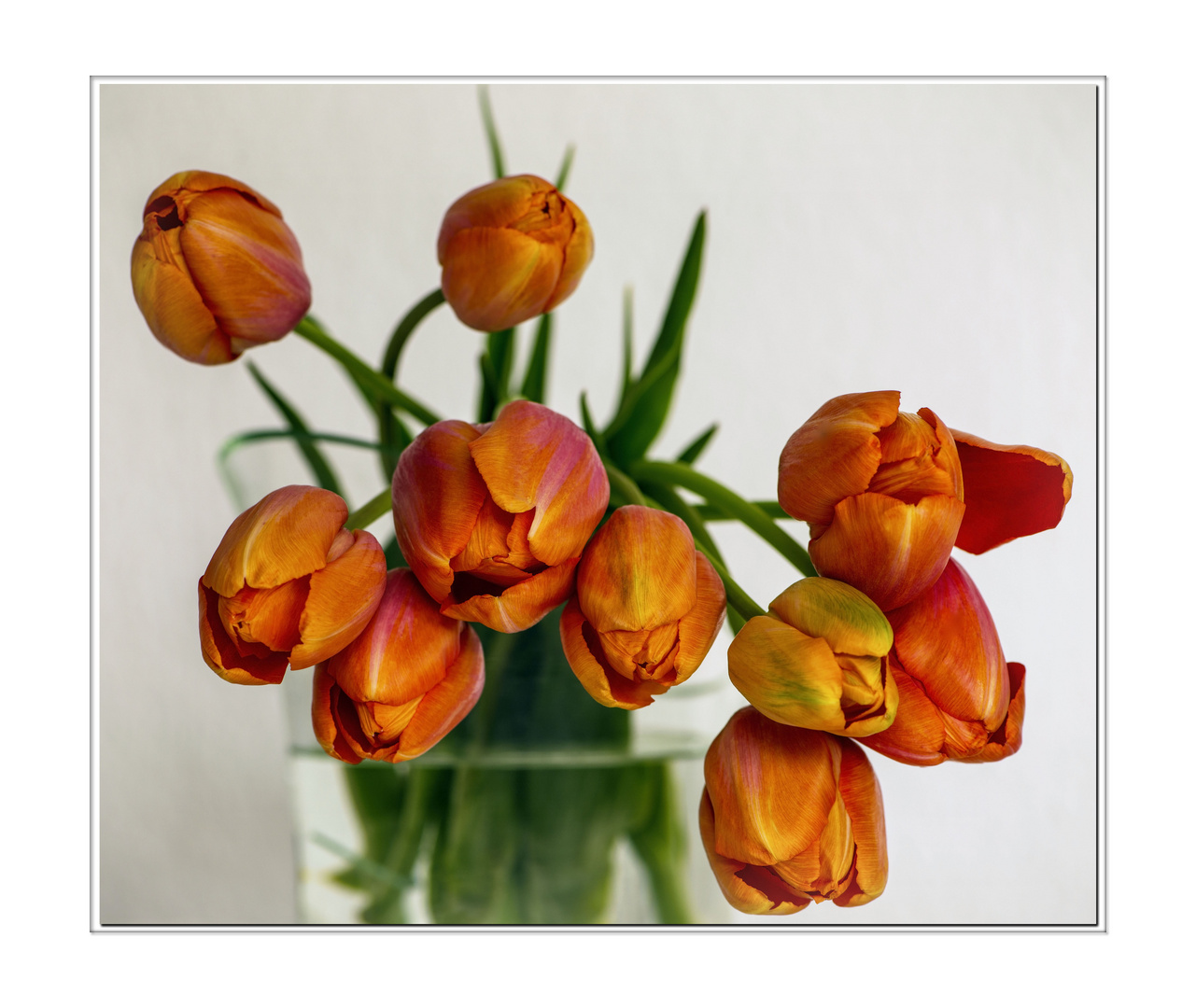 Tulpe