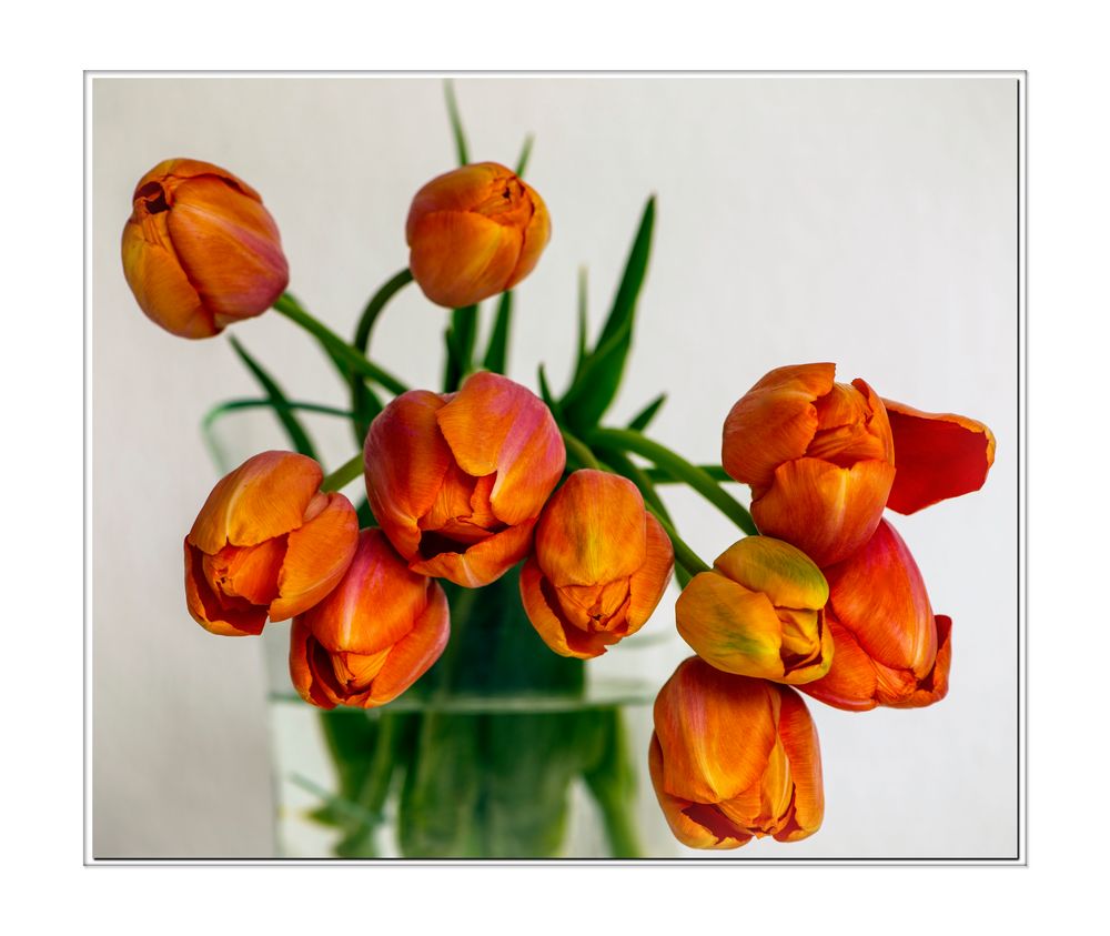 Tulpe