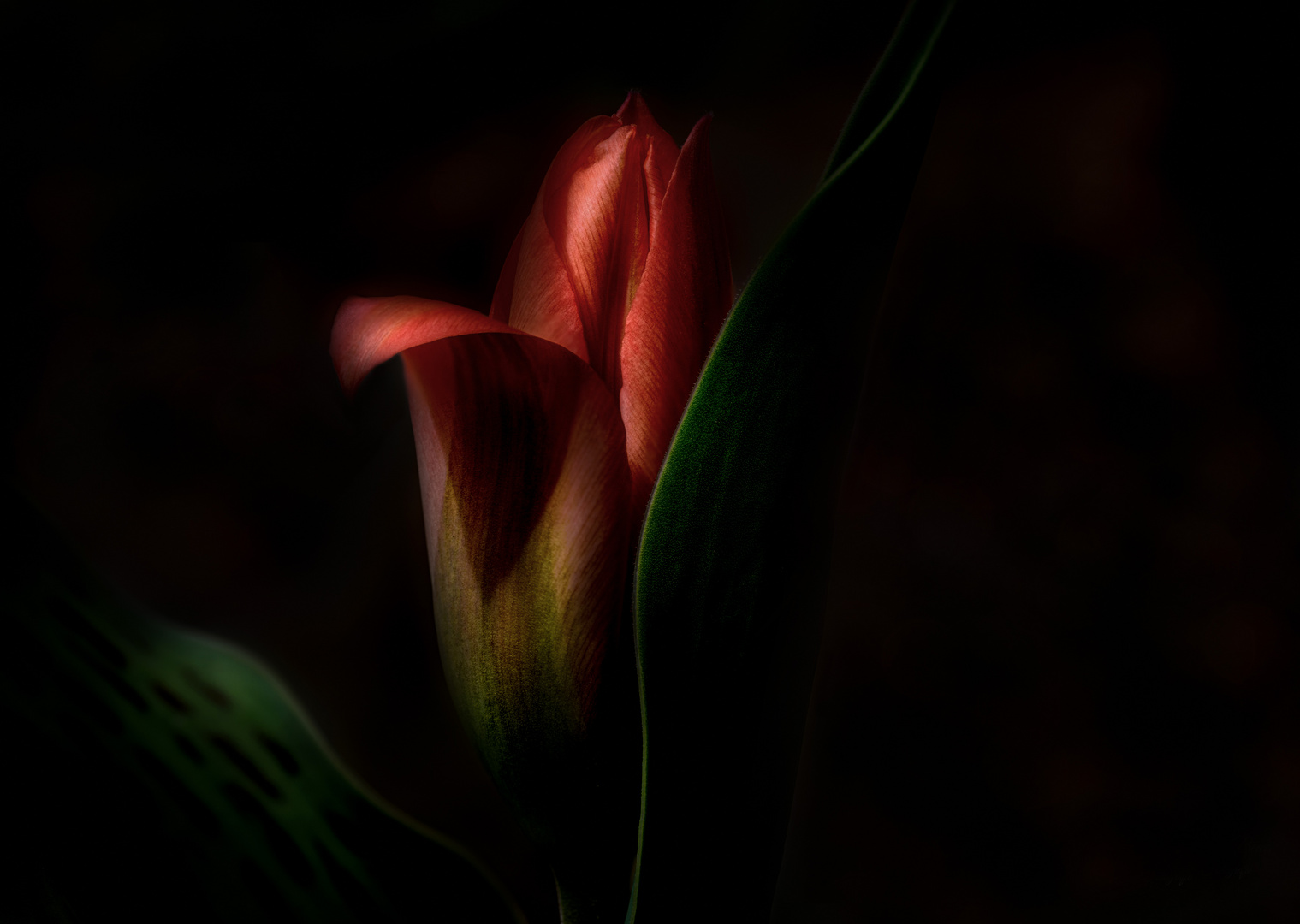 Tulpe