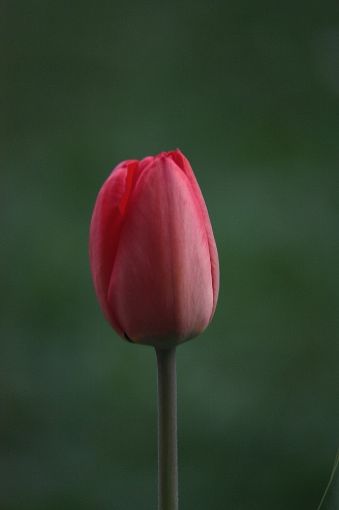 Tulpe