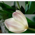 Tulpe