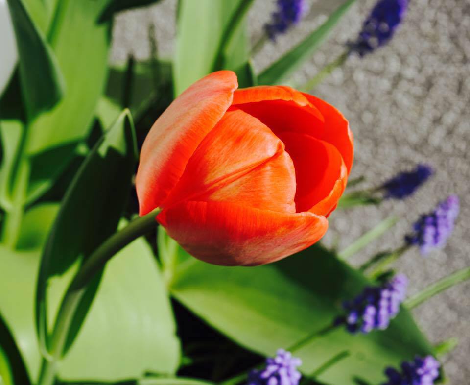 Tulpe