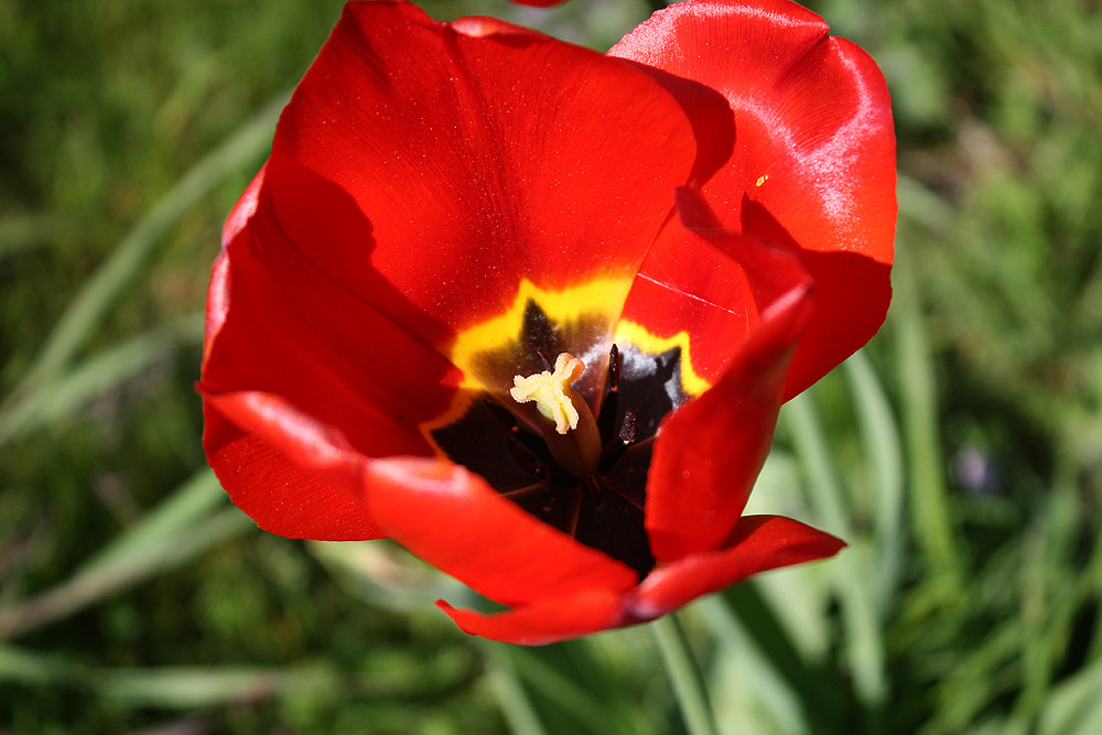 Tulpe #3