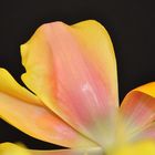 Tulpe 3