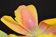 Tulpe 3