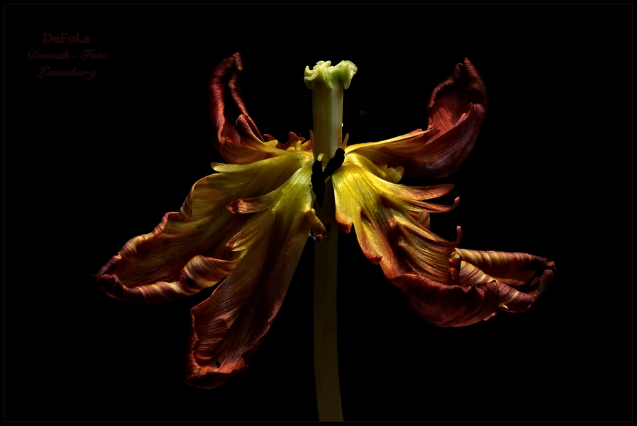 Tulpe (3)