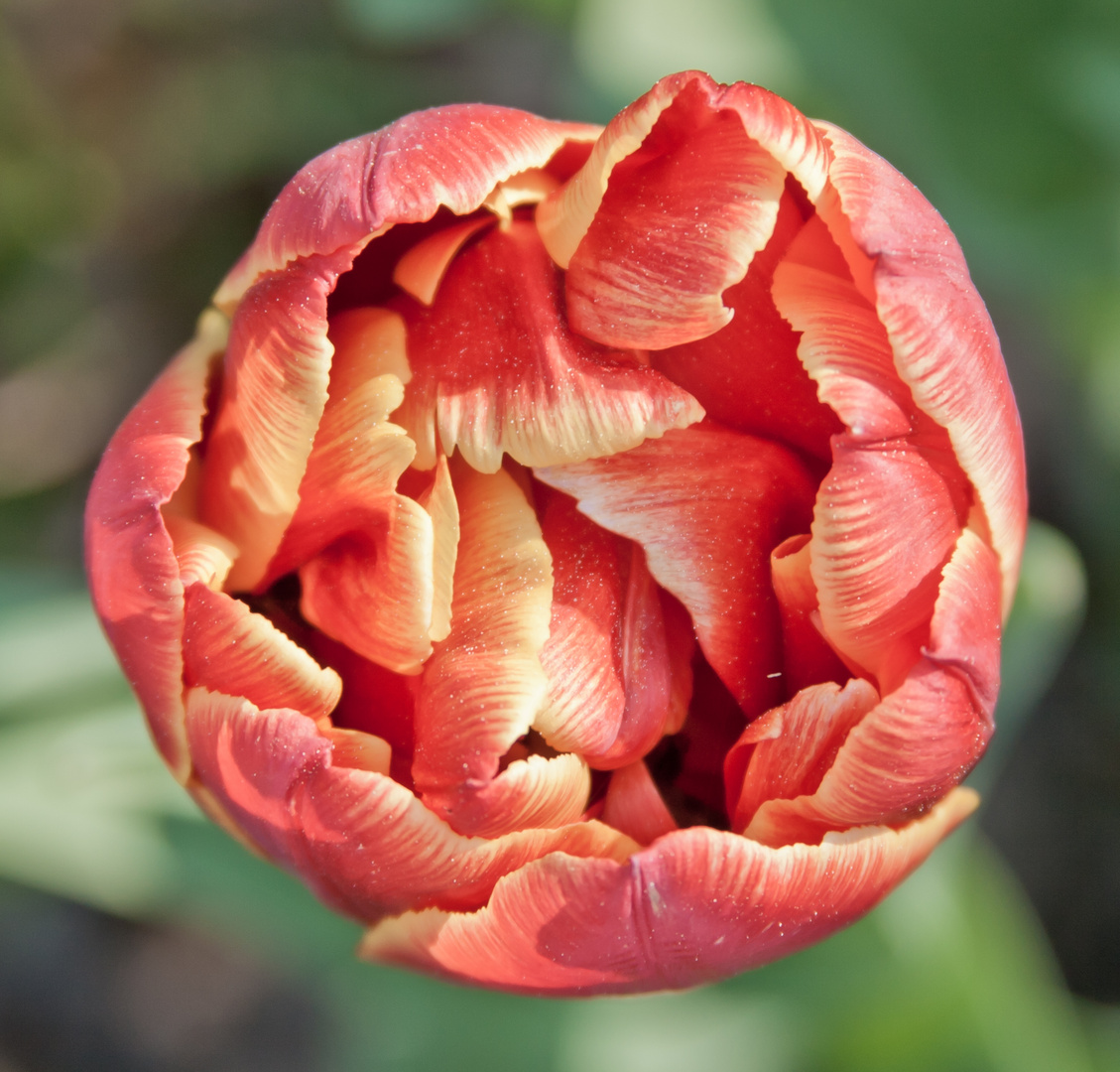 Tulpe 3