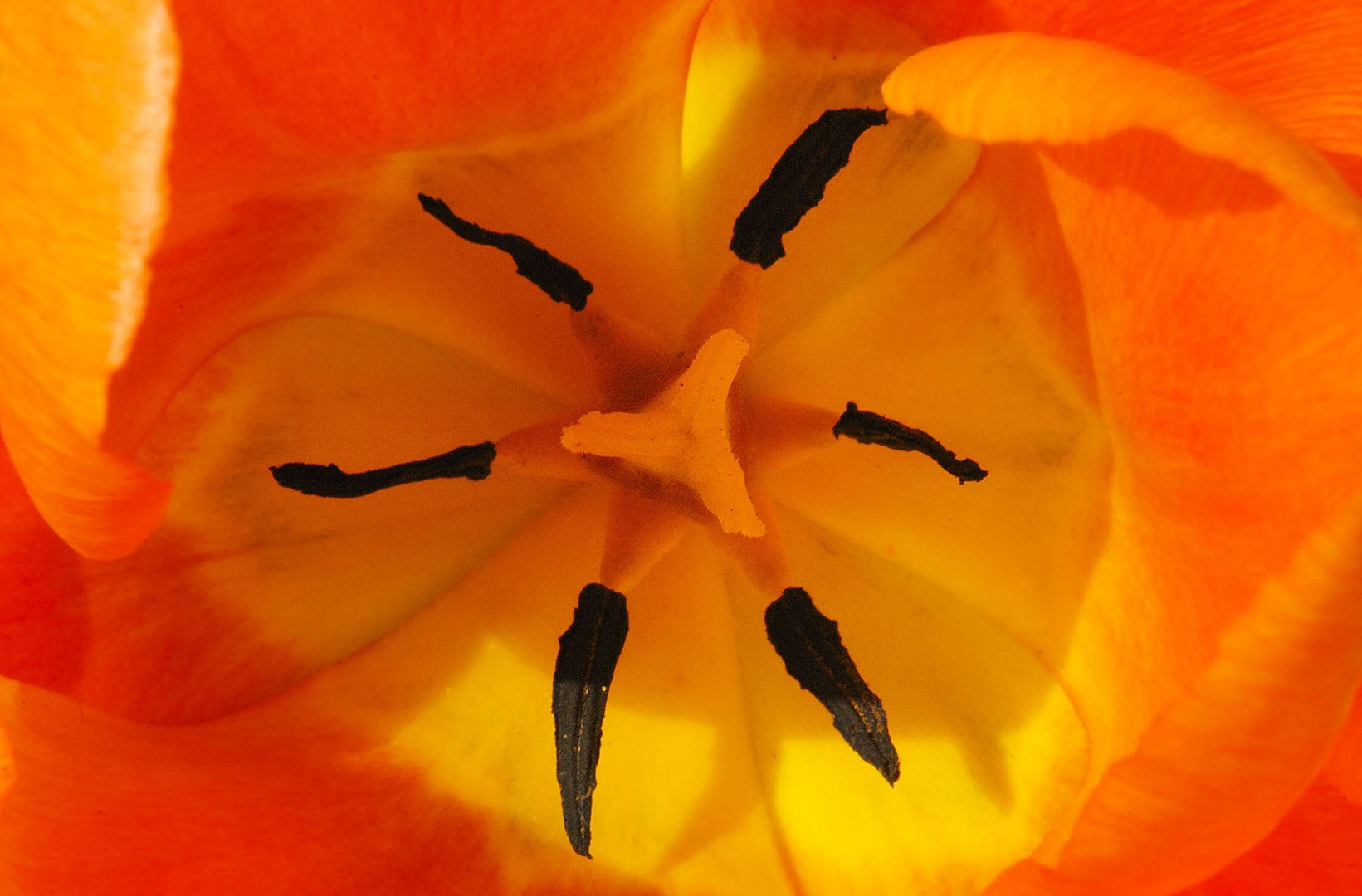 Tulpe 3