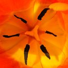 Tulpe 3