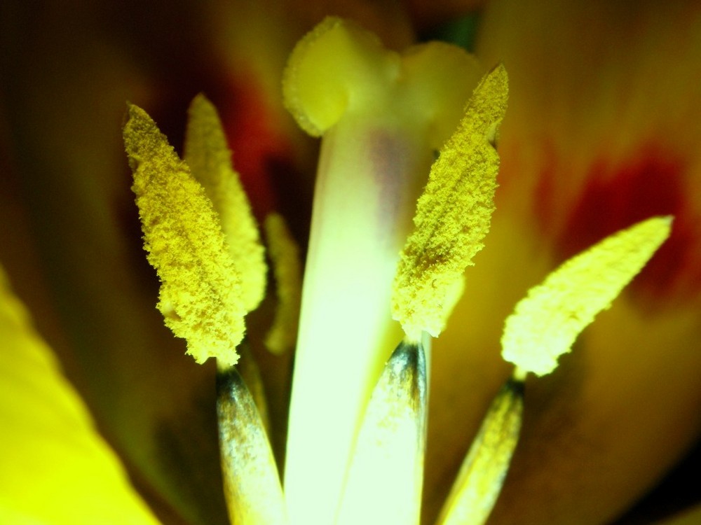 Tulpe 3