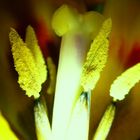 Tulpe 3