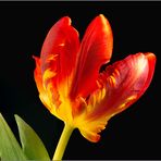 Tulpe 3