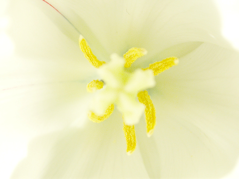 Tulpe 3