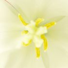 Tulpe 3