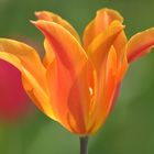 Tulpe 3