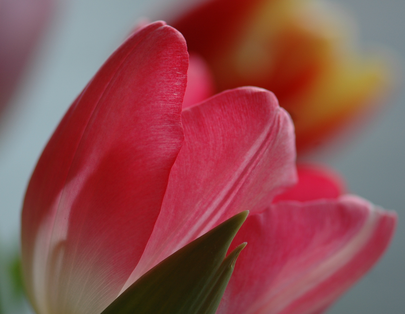 Tulpe 3