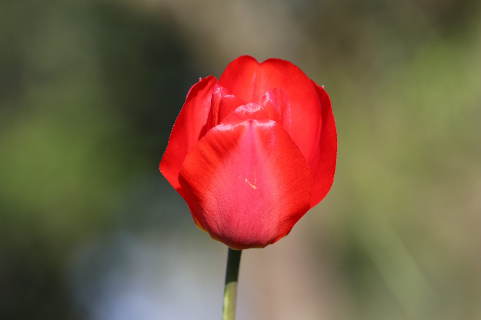 Tulpe 3 Aus der Bildreihe erste Aufnahmen EOS 80 D