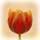 Tulpe 3