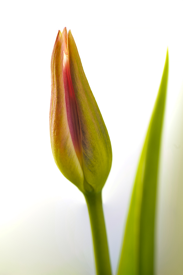 Tulpe 3 