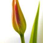 Tulpe 3 