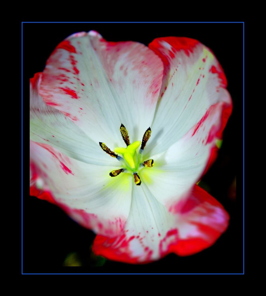 Tulpe #3