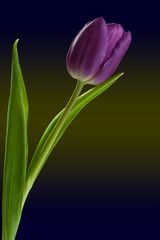 Tulpe 3