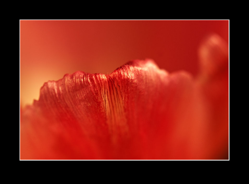 Tulpe (3)