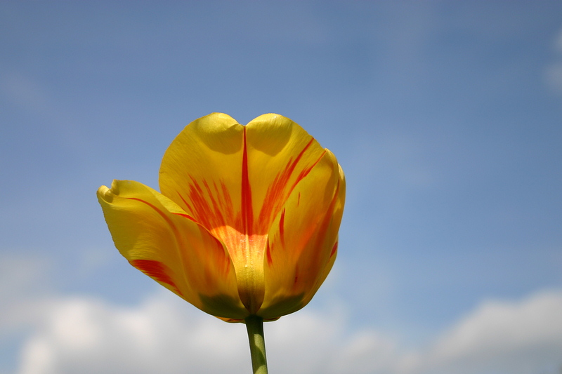 Tulpe 3