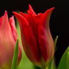 Tulpe