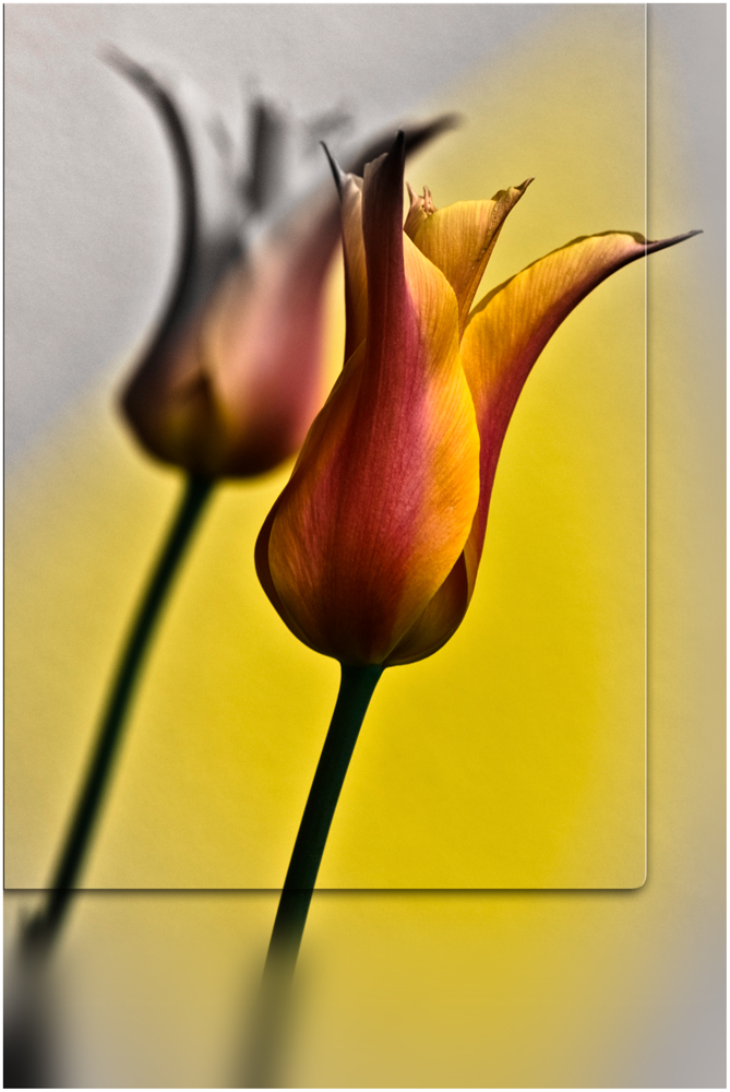 Tulpe