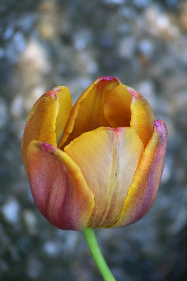 Tulpe