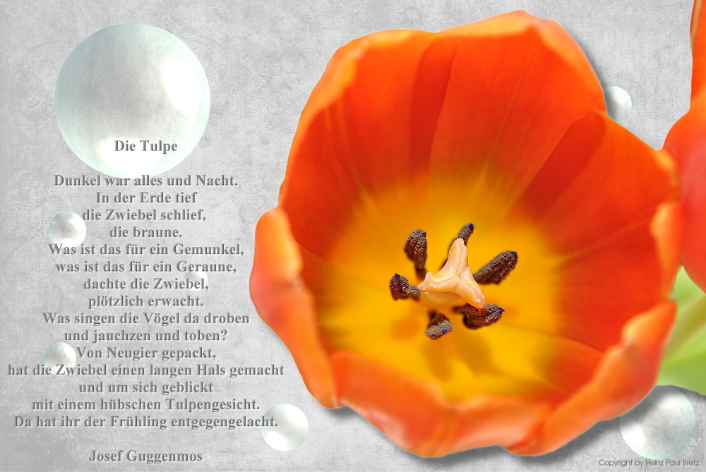 Tulpe