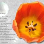 Tulpe