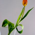 Tulpe