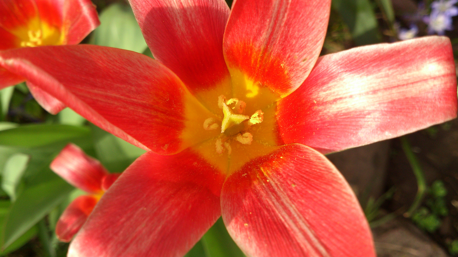 Tulpe