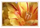 Tulpe von -Pia-