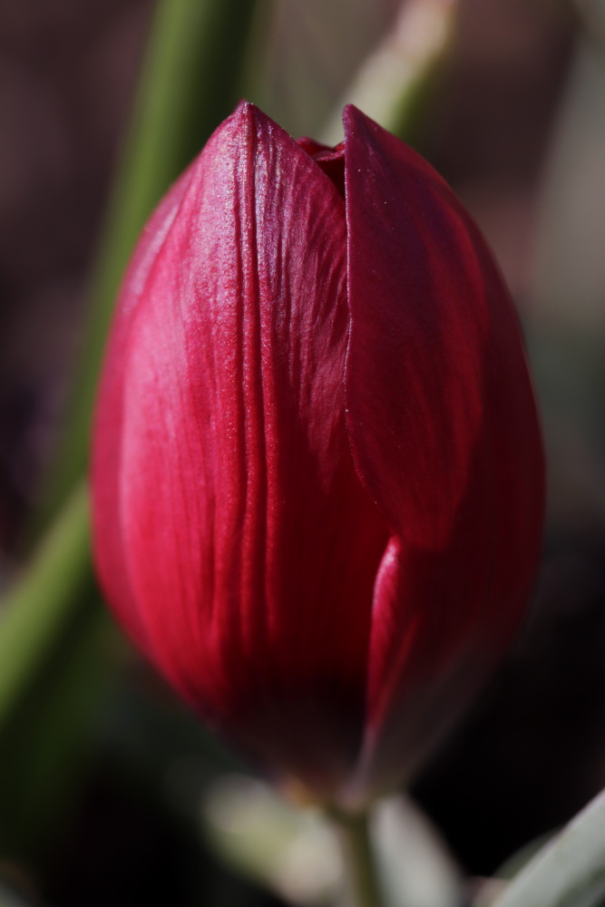 Tulpe