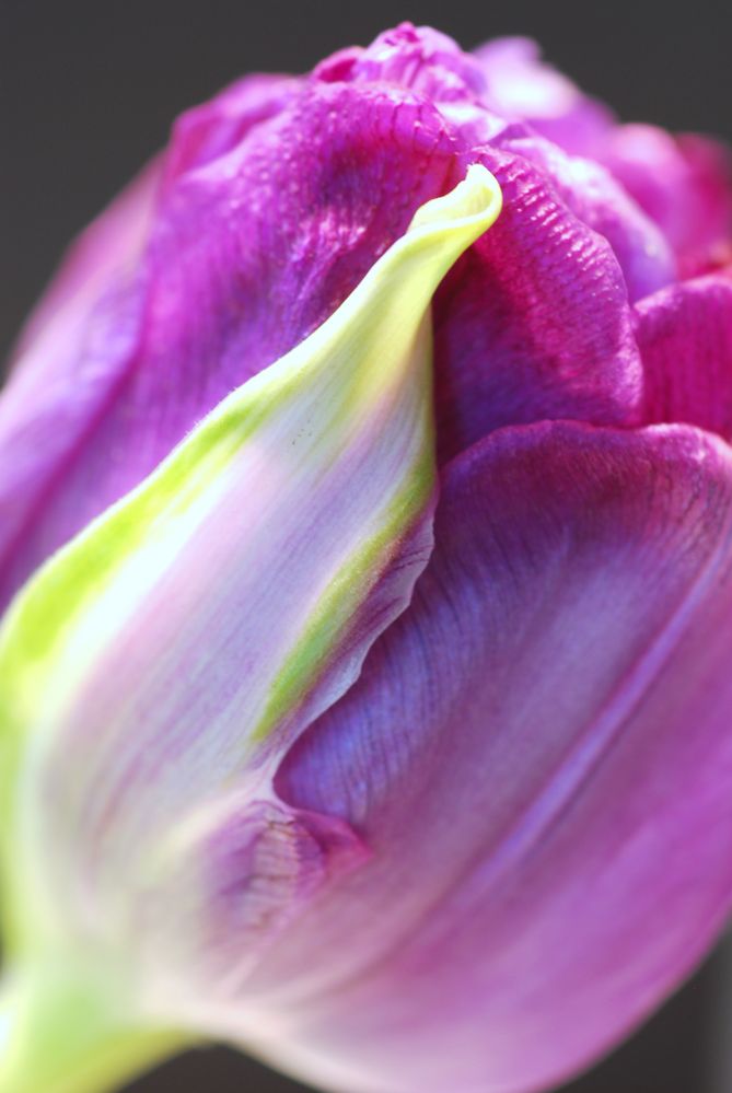 Tulpe