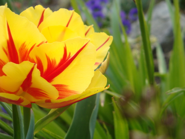 Tulpe