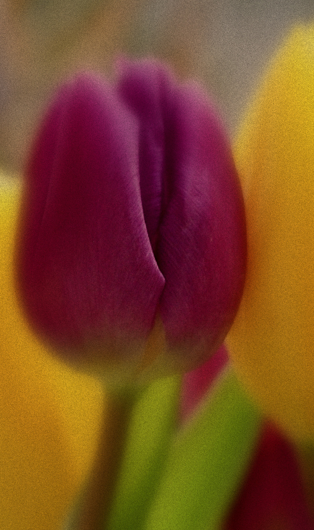 Tulpe...