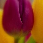 Tulpe...