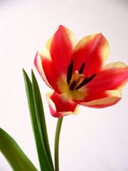 tulpe