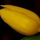 Tulpe