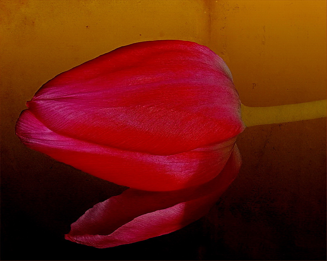 Tulpe ...