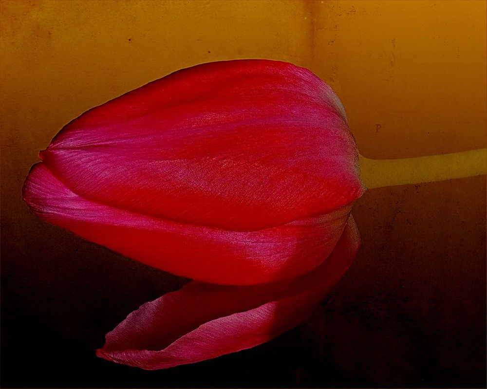 Tulpe ...