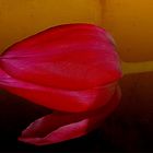 Tulpe ...