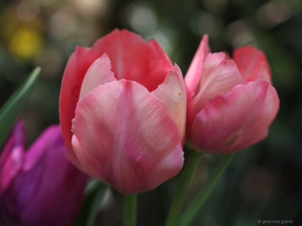 Tulpe # 3605